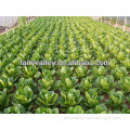 Planting Hybrid Green Upright Grow Lettuce Seeds For Cultivation-Leaves Lettuce